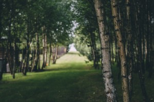 green path through trees